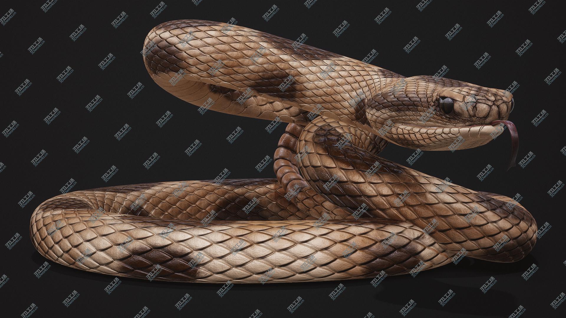 images/goods_img/2021040233/3D Rattlesnake Rigged model/4.jpg